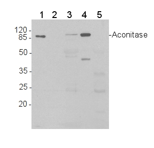 western blot detection using anti-aconitase antibodies